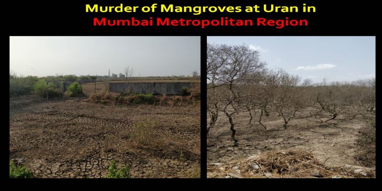 NatConnect Foundation